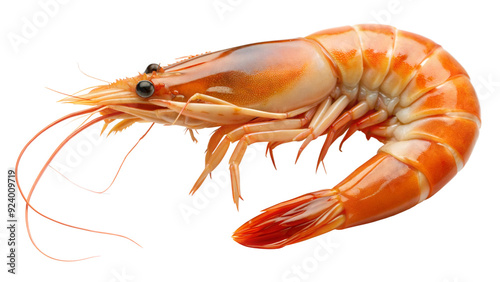 Wallpaper Mural shrimp on a transparent background Torontodigital.ca