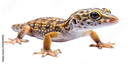 gecko on a transparent background