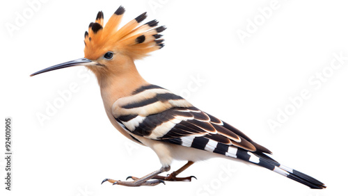 hoopoe on a transparent background