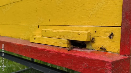 bee with pollen and nectar fly into hive, Ukrainian beekeeping, horizontal footage.