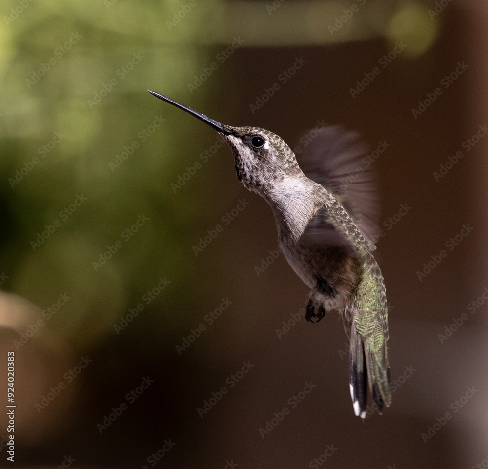 hummingbird in flight