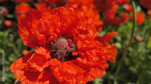a lot of bees flying and pollinate over poppy seeds flower, morning garden, horizontal footage