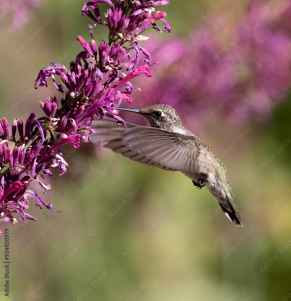 hummingbird and flowers