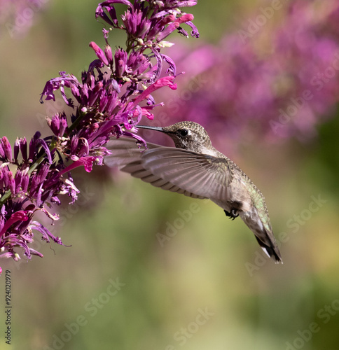 hummingbird and flowers