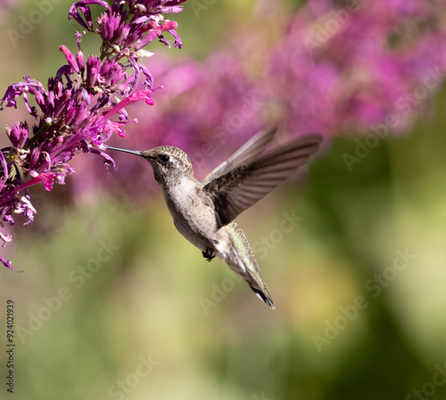 hummingbird and flowers