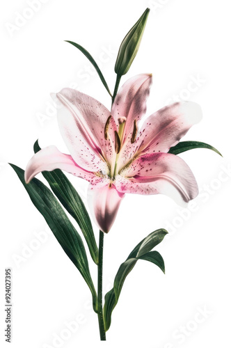 PNG Elegant pink lily flower illustration