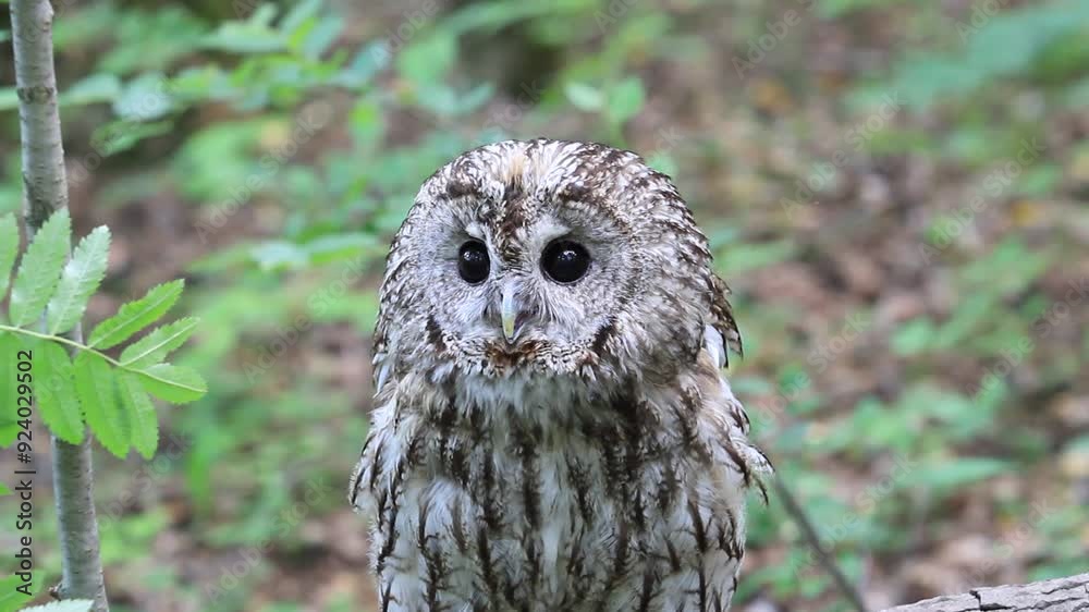 Tawny owl in summer forest (Strix aluco) Tawny owl in summer forest (Strix aluco)