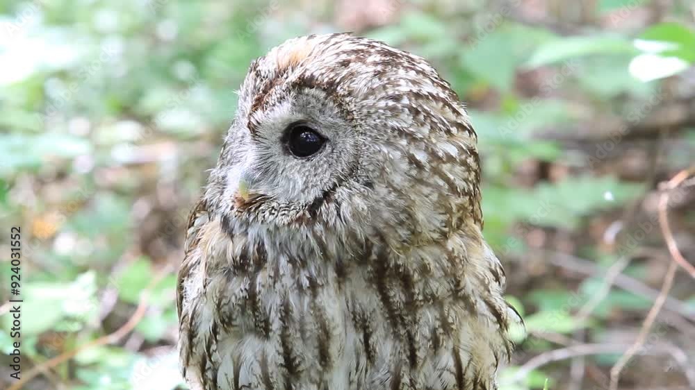 Tawny owl in summer forest (Strix aluco) Tawny owl in summer forest (Strix aluco)