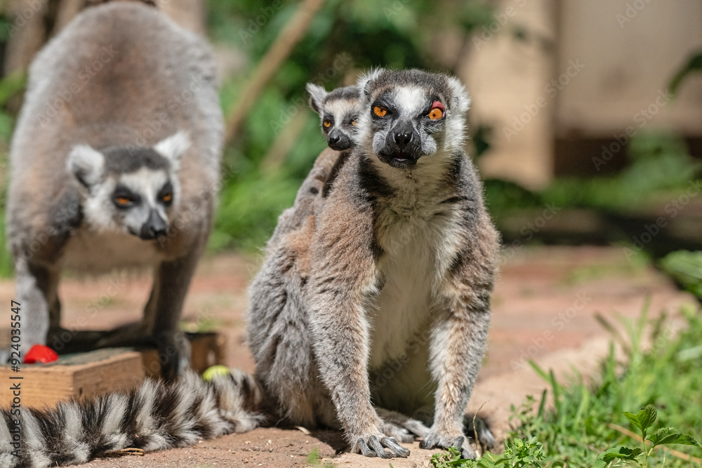 A lemur and its cub, watching the surroundings. Lemur catta