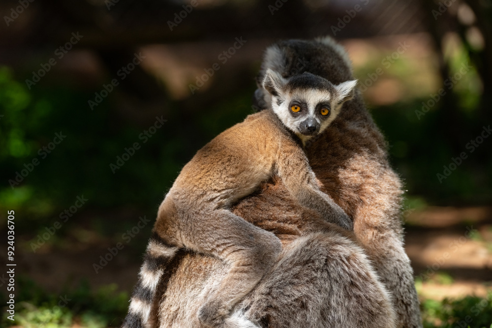 Obraz premium Cute baby lemur on its mother's back. Lemur catta