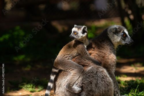 Cute baby lemur on its mother's back. Lemur catta