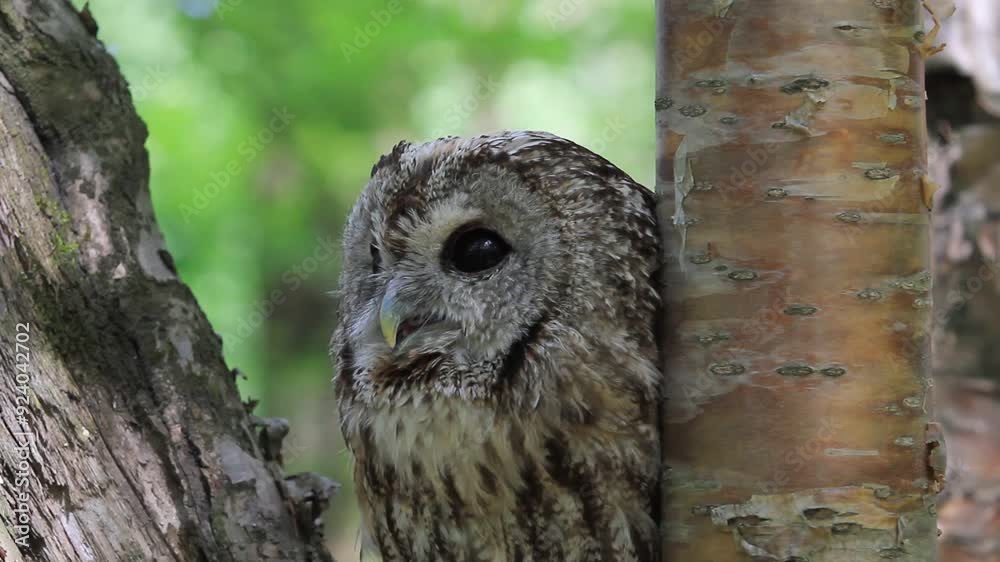 Tawny owl between thick tree trunks in summer forest (Strix aluco) Tawny owl between thick tree trunks in summer forest (Strix aluco)