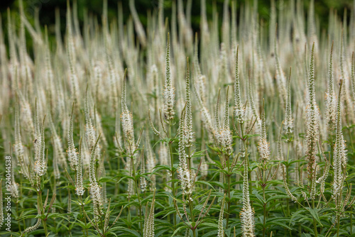 Closeup of the white flower spikes of the summer flowering herbaceous perennial garden plant Veronicastrum virginicum album.