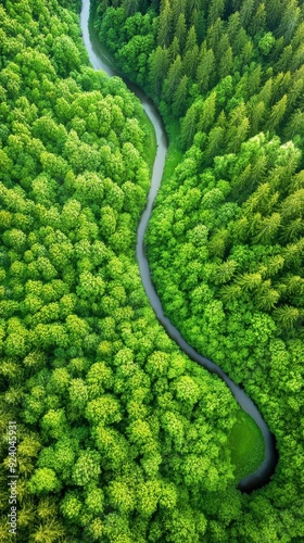 Aerial of a dense forest with a winding river cutting through the greenery, sunlight casting long shadows from the tall trees