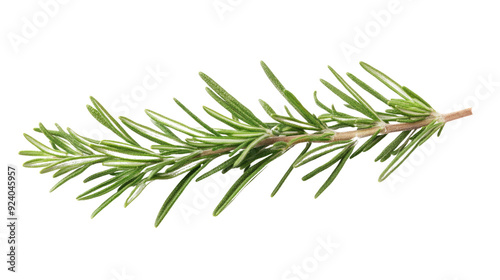 rosemary branch transparent background