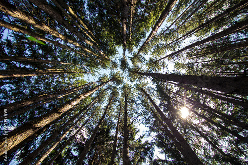 Bild auf Leinwand Low Angle of Tall Pine Trees