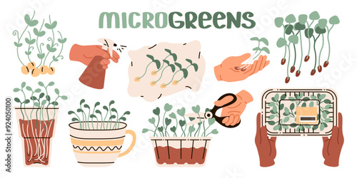 Cut sprouts, microgreens in a plastic container from the supermarket, sprouted pea beans, sprouted greens on a damp cloth. Vector stickers set