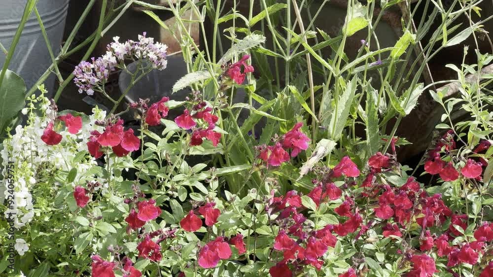 Bloemenvideo van pluktuin in Putten Bloemenvideo van pluktuin in Putten