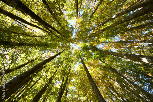 beech forest. shot from below
