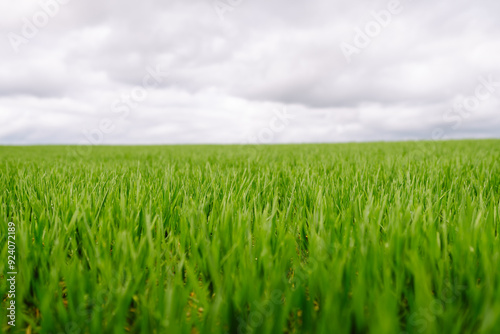 Landscape, field with green unripe wheal. The concept of agricultural, ecology, gardening.