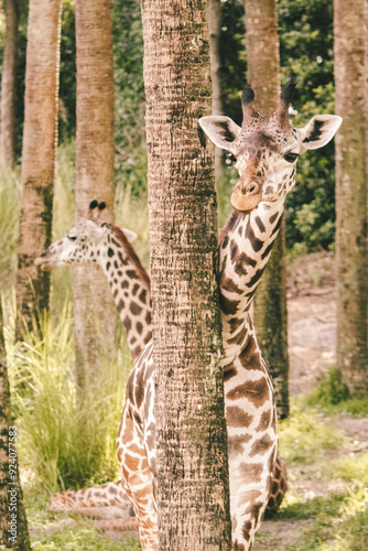 giraffe eating grass photo