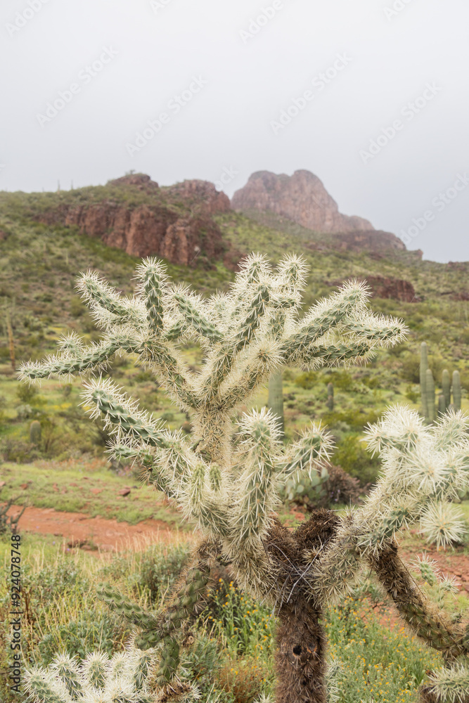 arizona monsoon cactus arizona monsoon cactus