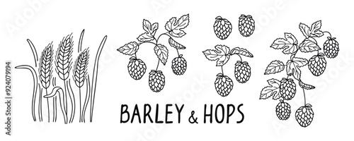 Barley and beer hops banner with graphic botanical design elements and hand lettering.Line drawn plants brewing ingredients isolated on white background.Print on fabric and paper.Vector illustration.
