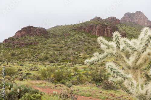 arizona monsoon cactus photo