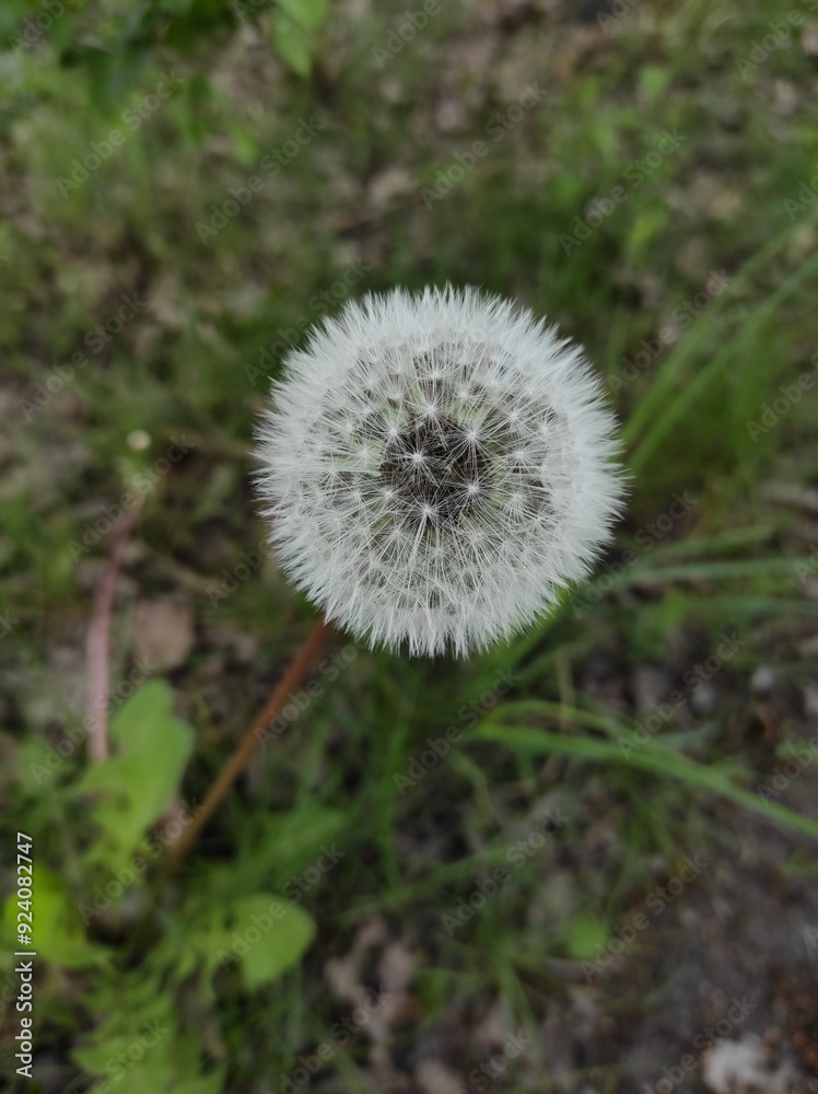 Pusteblume Pusteblume