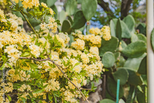 yellow flowers and cactus