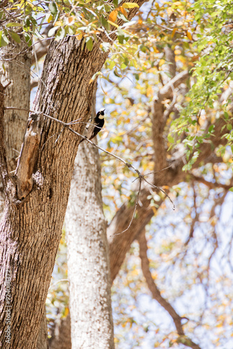 woodpecker 