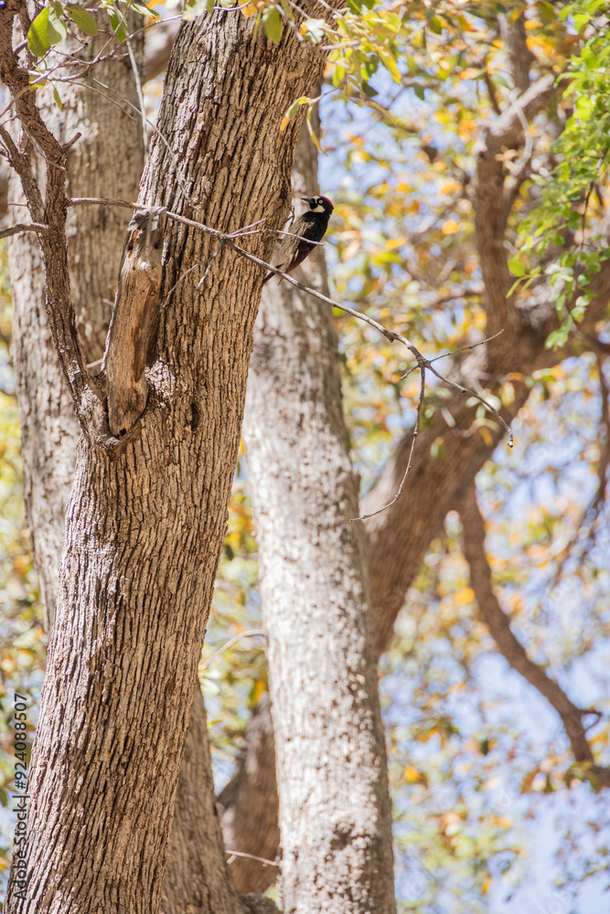 woodpecker 