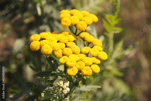 Wallpaper Mural Yellow wild tansy flowers on a green background. Yellow flowers of common tansy, Tanacetum vulgare. Torontodigital.ca