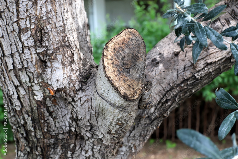 Obraz premium Tree bark texture close up.