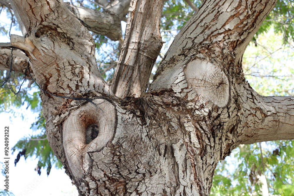 Obraz premium Tree bark texture close up.