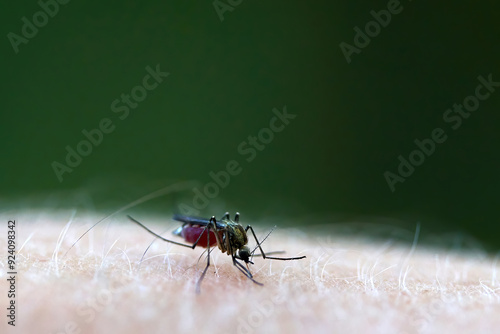 A close-up shot of a mosquito sucking blood on human skin, with a blurred green background