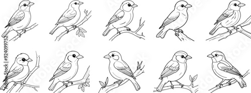 Western Tanager bird hand drawing coloring page and outline vector design