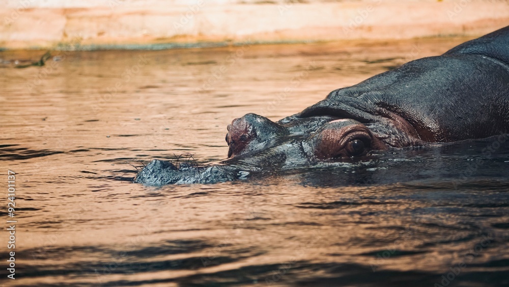 Fototapeta premium hippopotamus in water hippo in the Warsaw Poland Zoo