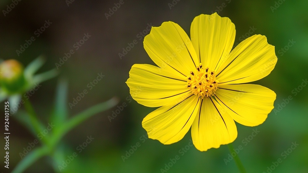 A close-up of a yellow flower with a blurred background in the foreground and a blurred background in the background A close-up of a yellow flower with a blurred background in the foreground and a blurred background in the background