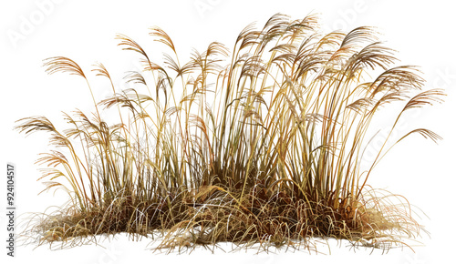 Cutout dried grass overgrown field vector illustration, Overgrown dry cattail in winter, dry cattail plants in winter, overgrown grass