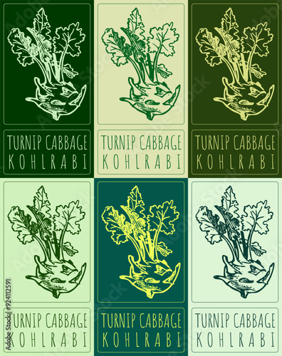 Set of vector drawing TURNIP CABBAGE in various colors. Hand drawn illustration. Latin name is KOHLRABI.
