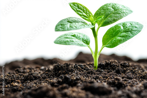 A green sprout grows from the soil isolated on a white background, with no shadow under the plant