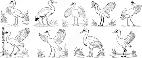 Whooping Crane bird hand drawing coloring page and outline vector design