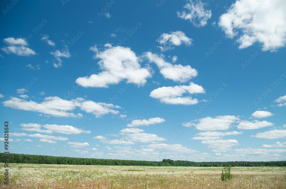 A summer green meadow covered with many white flowers. A summer green meadow covered with many white flowers.