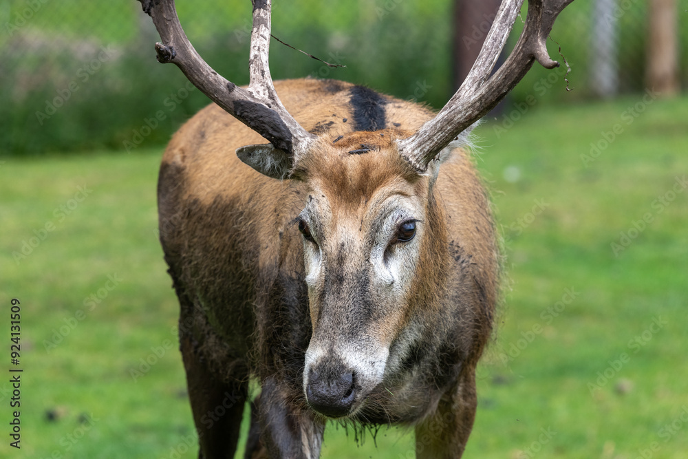 Fototapeta premium Portrait of a Pere Davids deer (elaphurus davidianus)
