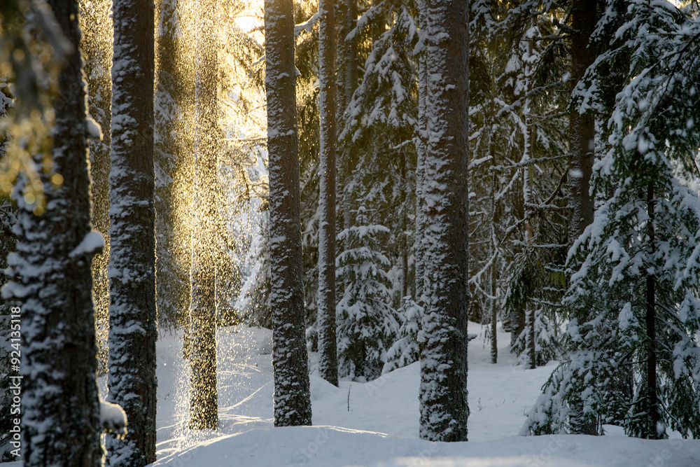 Fototapeta premium Forest in winter wonderland