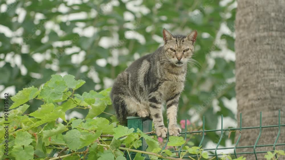 A Stray Cat Sits on a Fence Amidst Greenery, Its Eyes Narrowed in a Calm, Watchful Pose. The Cat Blends Into Its Natural Surroundings. A Stray Cat Sits on a Fence Amidst Greenery, Its Eyes Narrowed in a Calm, Watchful Pose. The Cat Blends Into Its Natural Surroundings.