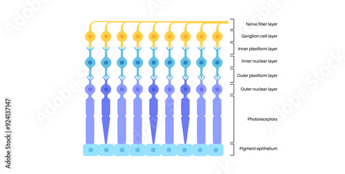 Retina structure poster