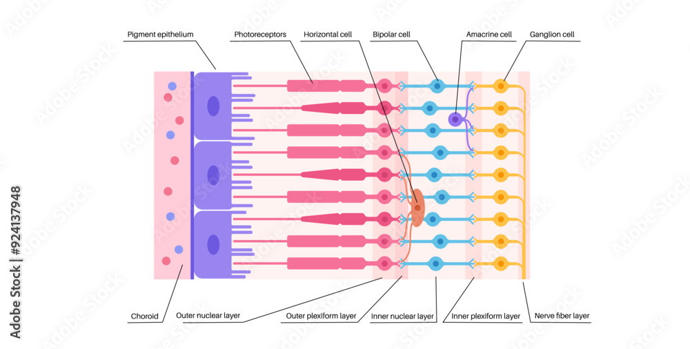 Retina structure poster
