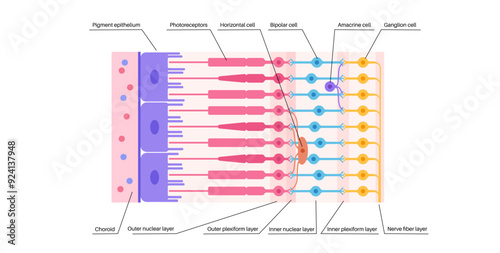 Retina structure poster